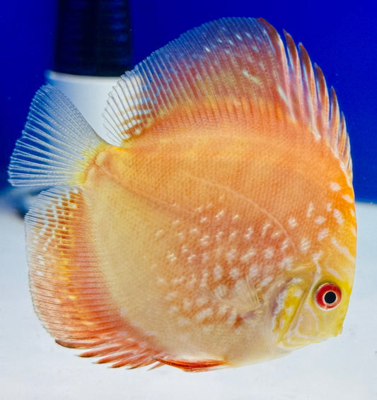 MATEOR PIGEON DISCUS 3-3.5"