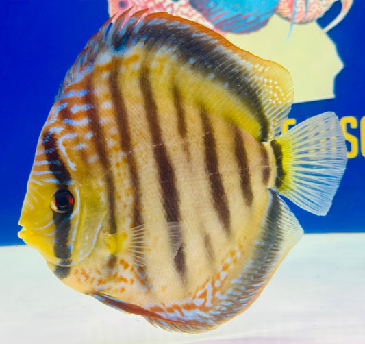 Wild Cross Yellow Paraconi Jumbo Premium Discus 6.5-7.5"
