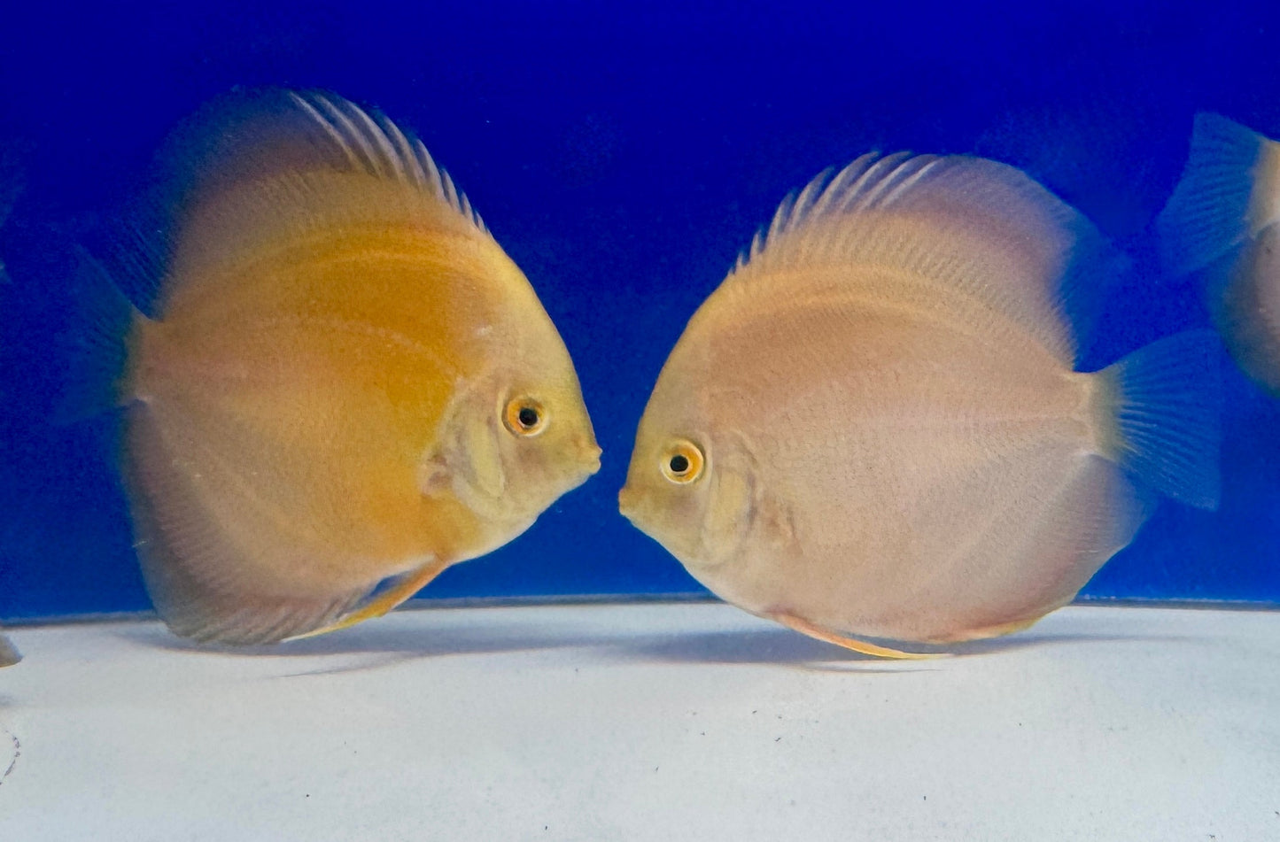 Golden Diamond Discus 4-4.5"
