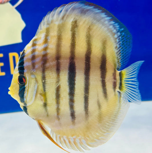 Paraconi Heckle Cross KL Discus 5-5.5"