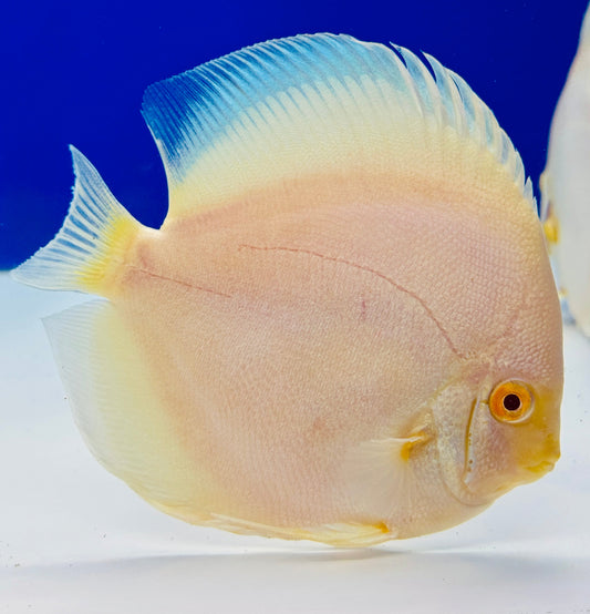 Albino Platinum Discus 5-5.5"