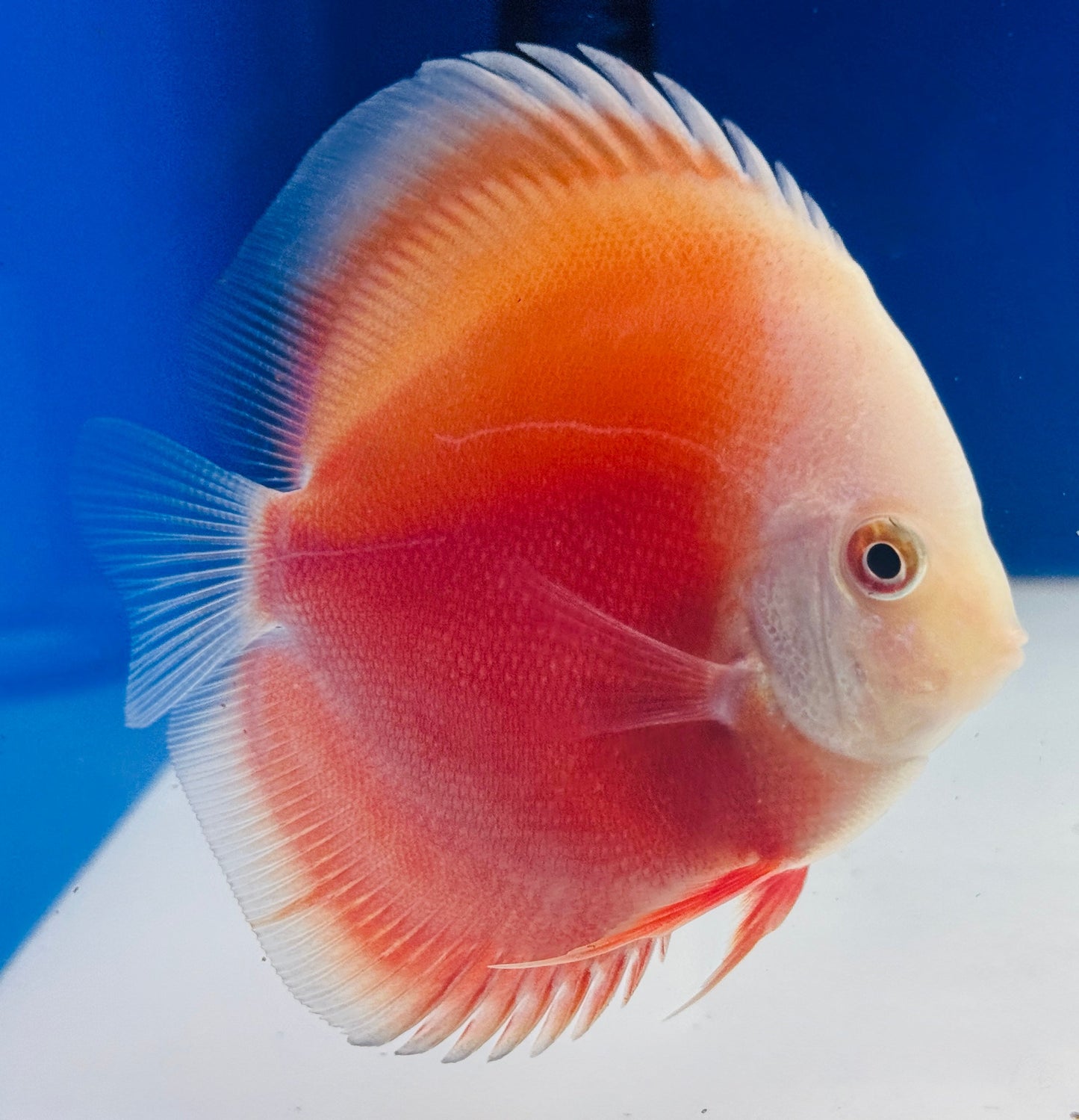 Red White Discus 3-3.5"