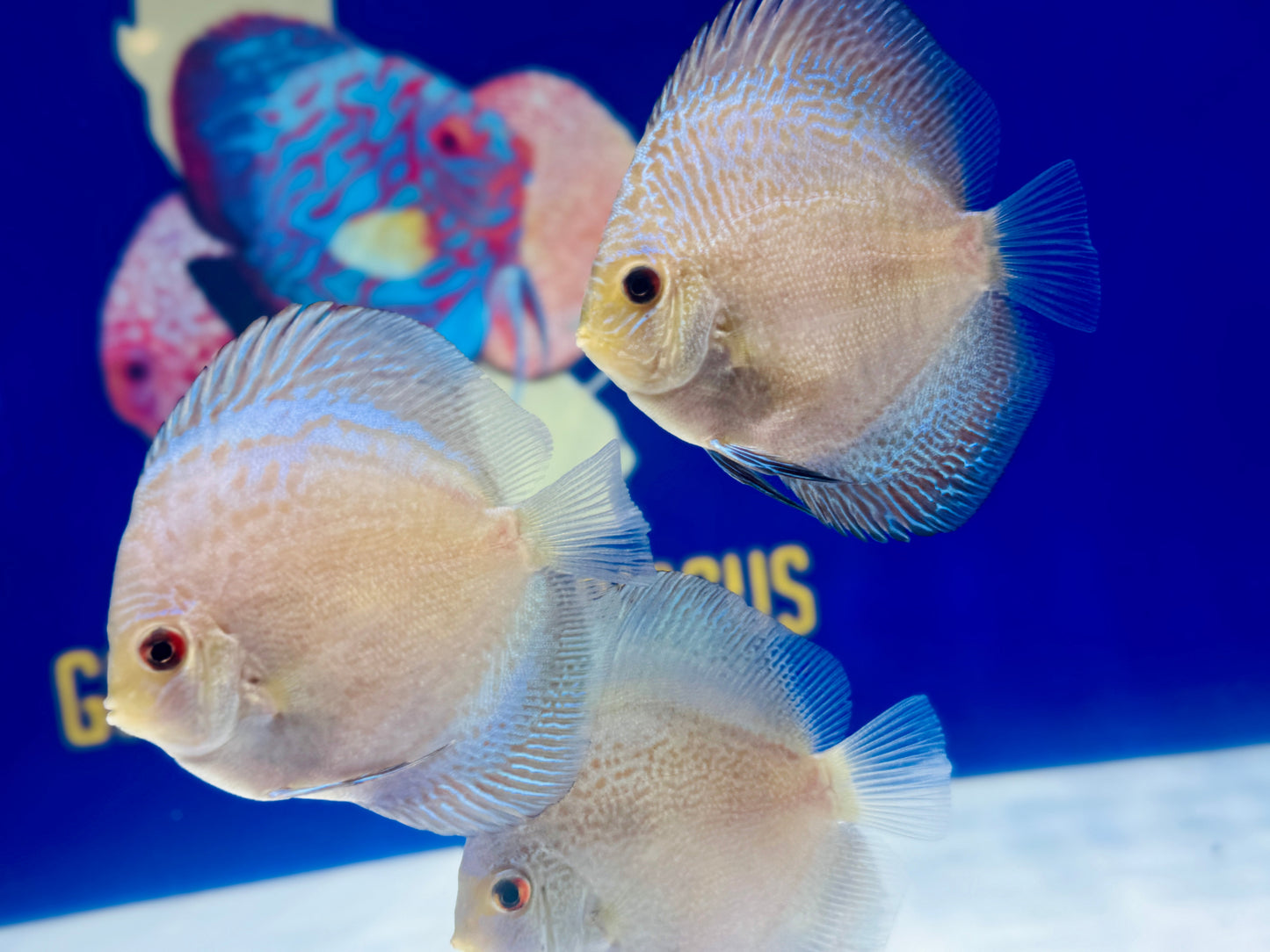 Scorpion Snake Discus 3-3.5"