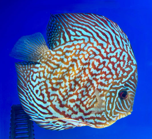 Maze Turquoise Discus Premium 6-6.5"