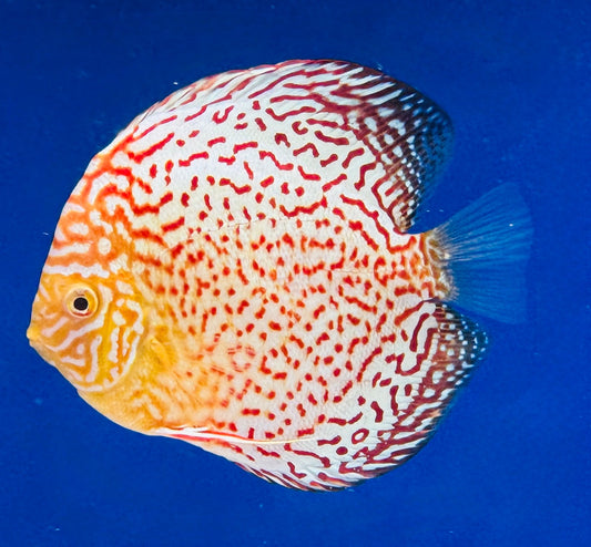 Albino Leopard Premium Discus 6-6.5"