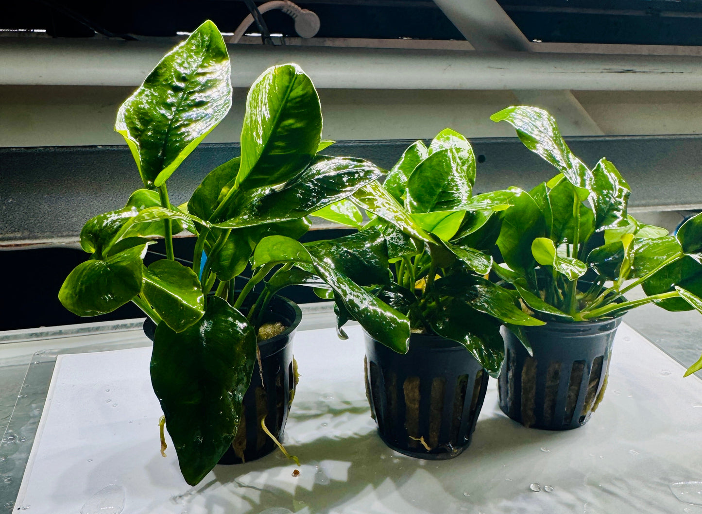 Anubias Nana "Medium Leaf"
