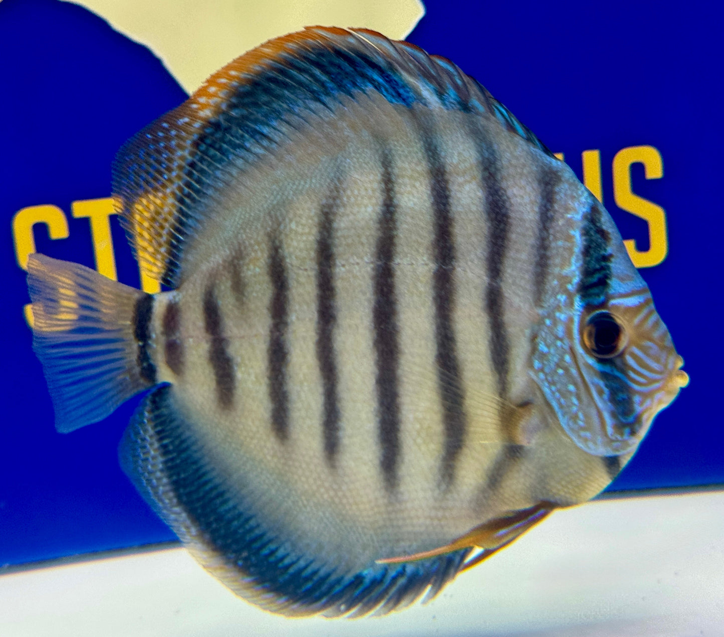 Wild Cross Blue KL Discus 5-5.5"