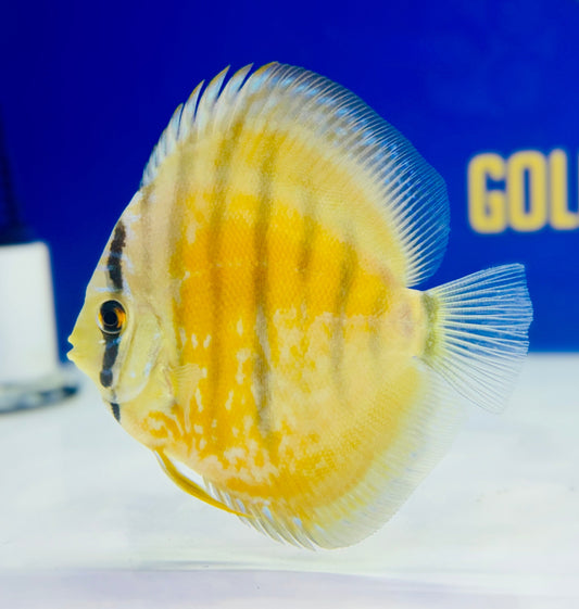 Wild Cross Yellow Paraconi Discus 4.5-5"