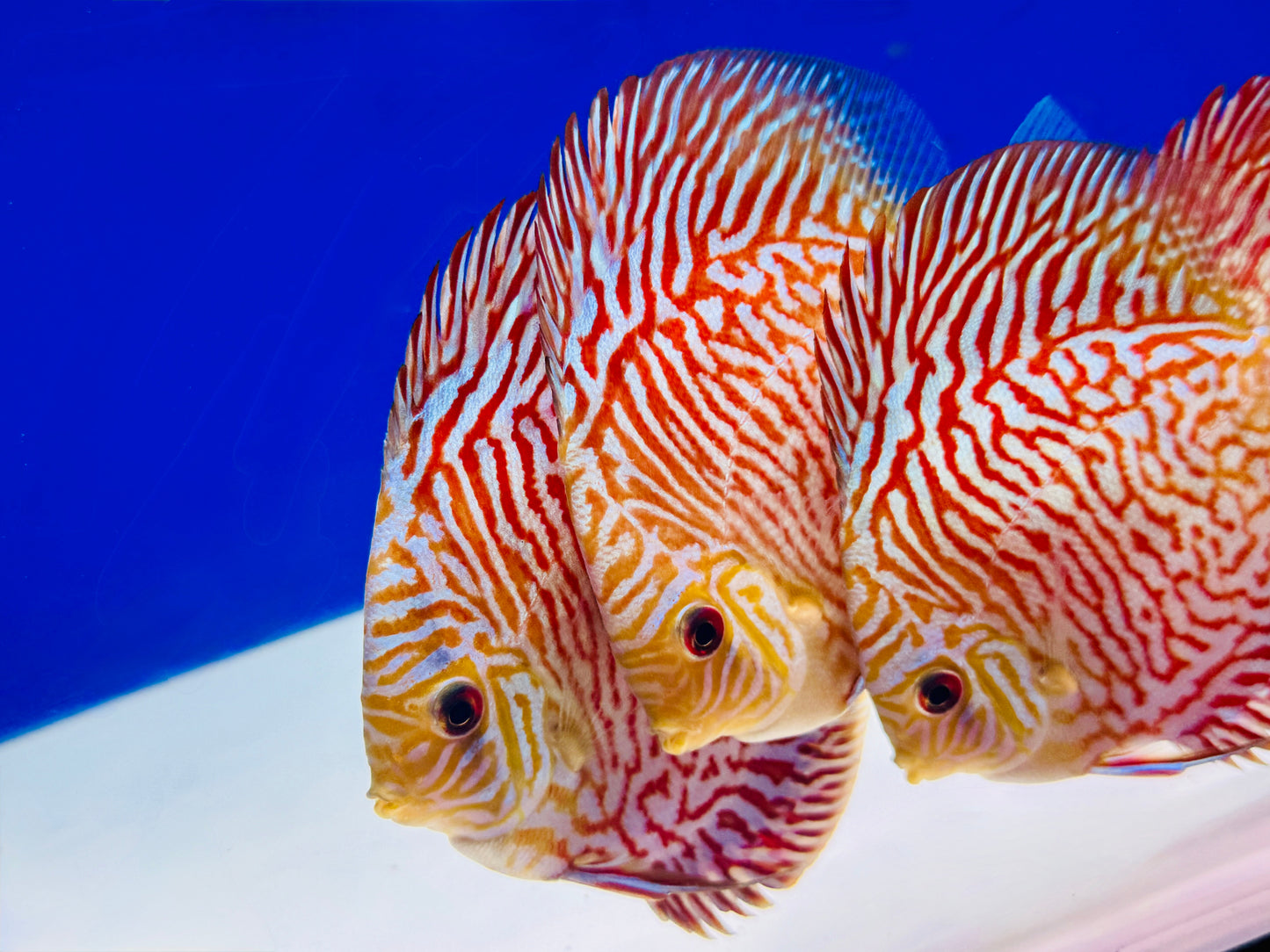 Indiana Tiger Discus 4.5-5"