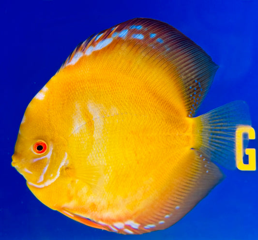 Golden Crystal Premium Discus 6-6.5"