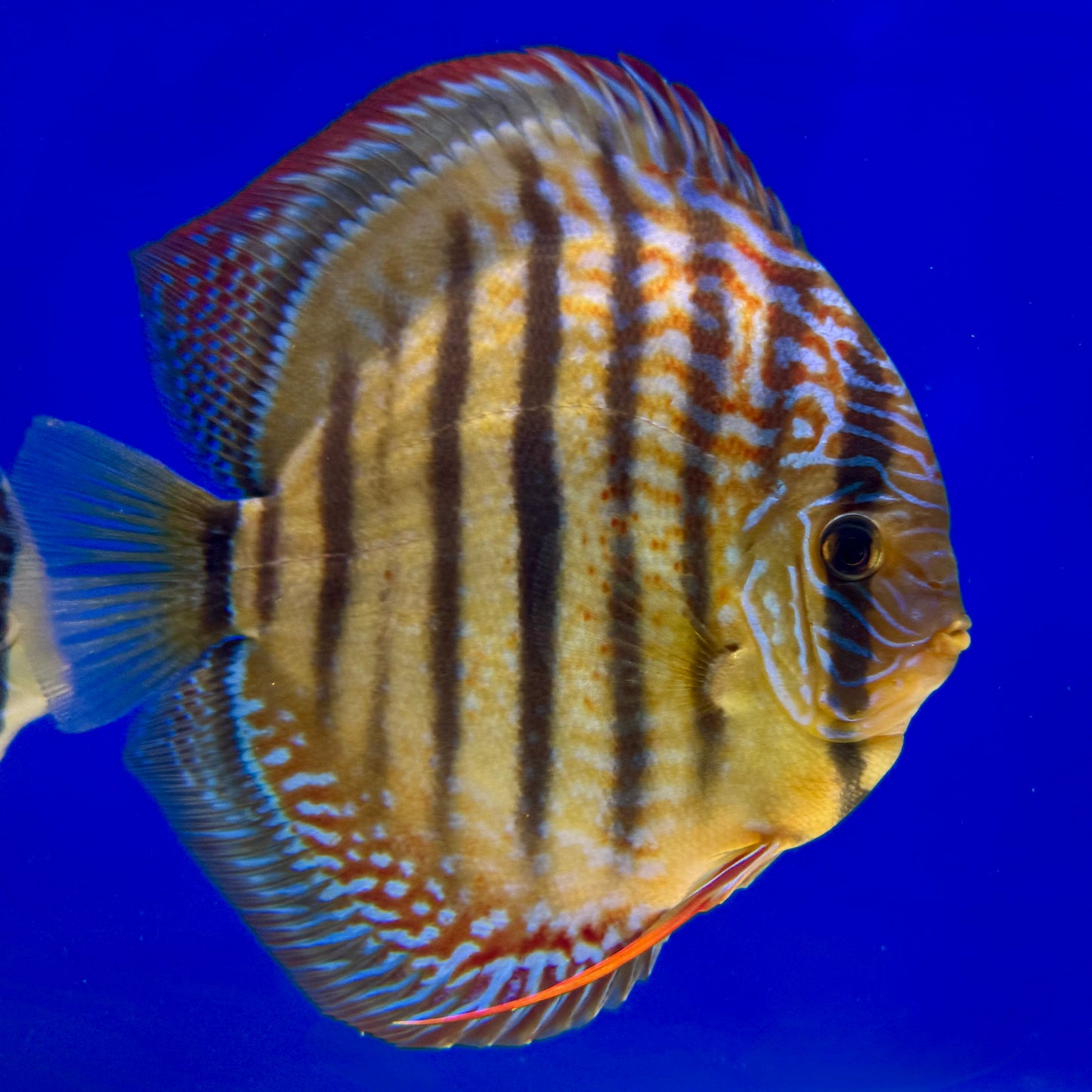 Paraconi Heckle Cross KL Premium Discus 6-6.5"