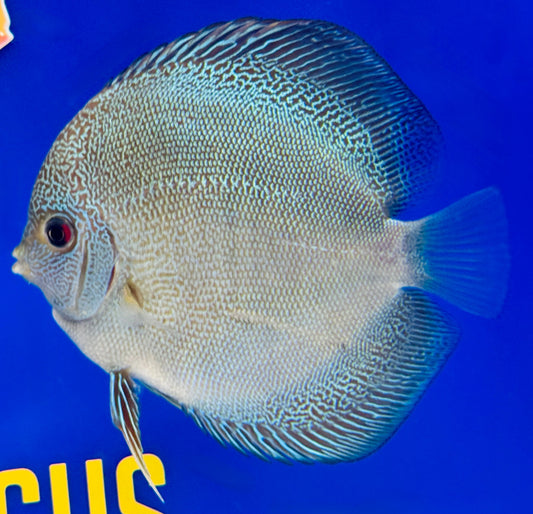 Dragon Snakeskin Discus 4.5-5"