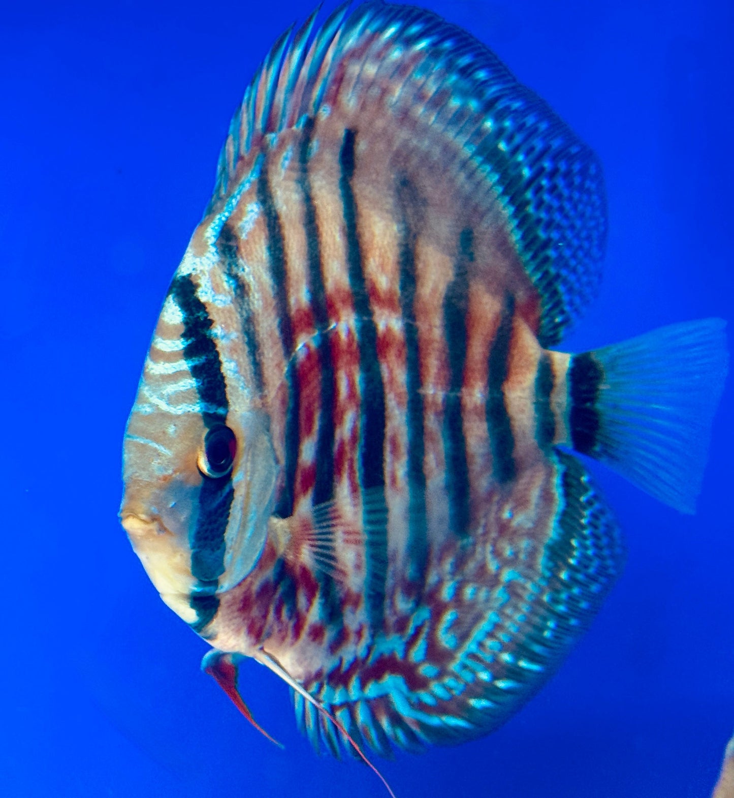 Ica Red Discus 5-5.5"