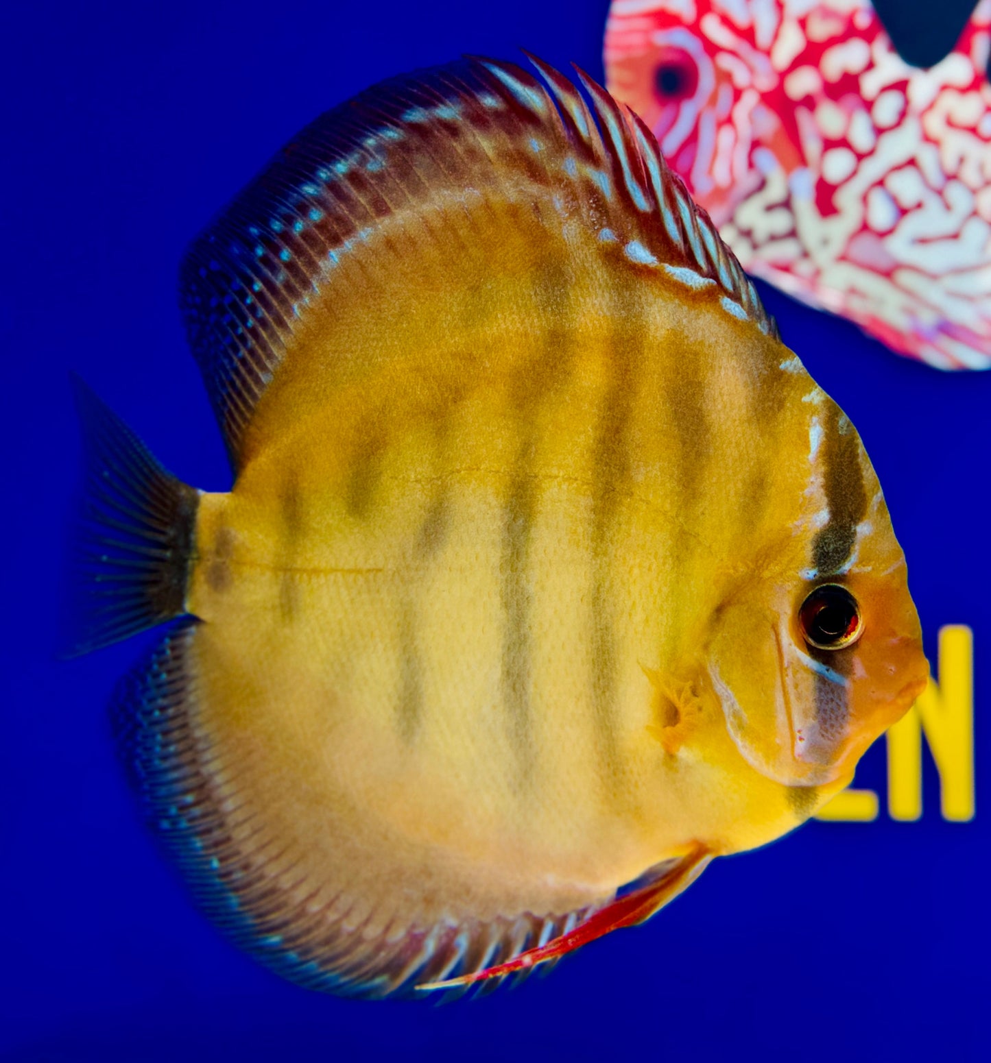 Red Cuipeua Cover Discus 5-5.5"