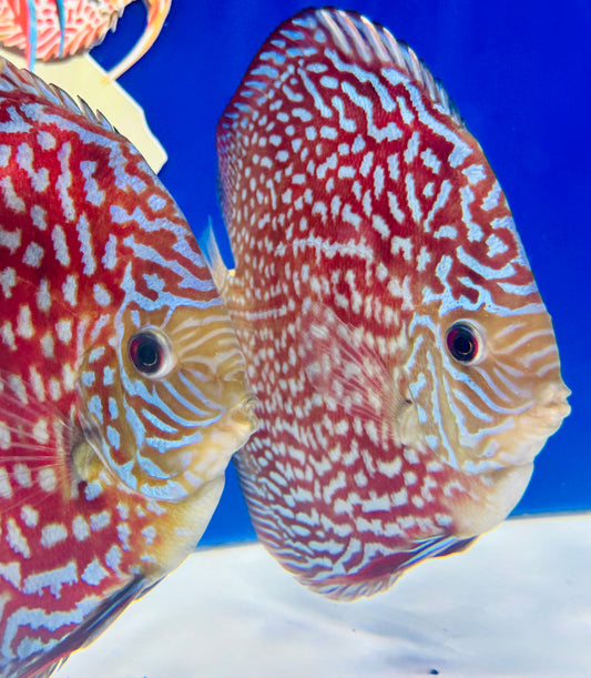 Starlight Galaxy Premium Discus 6-6.5"