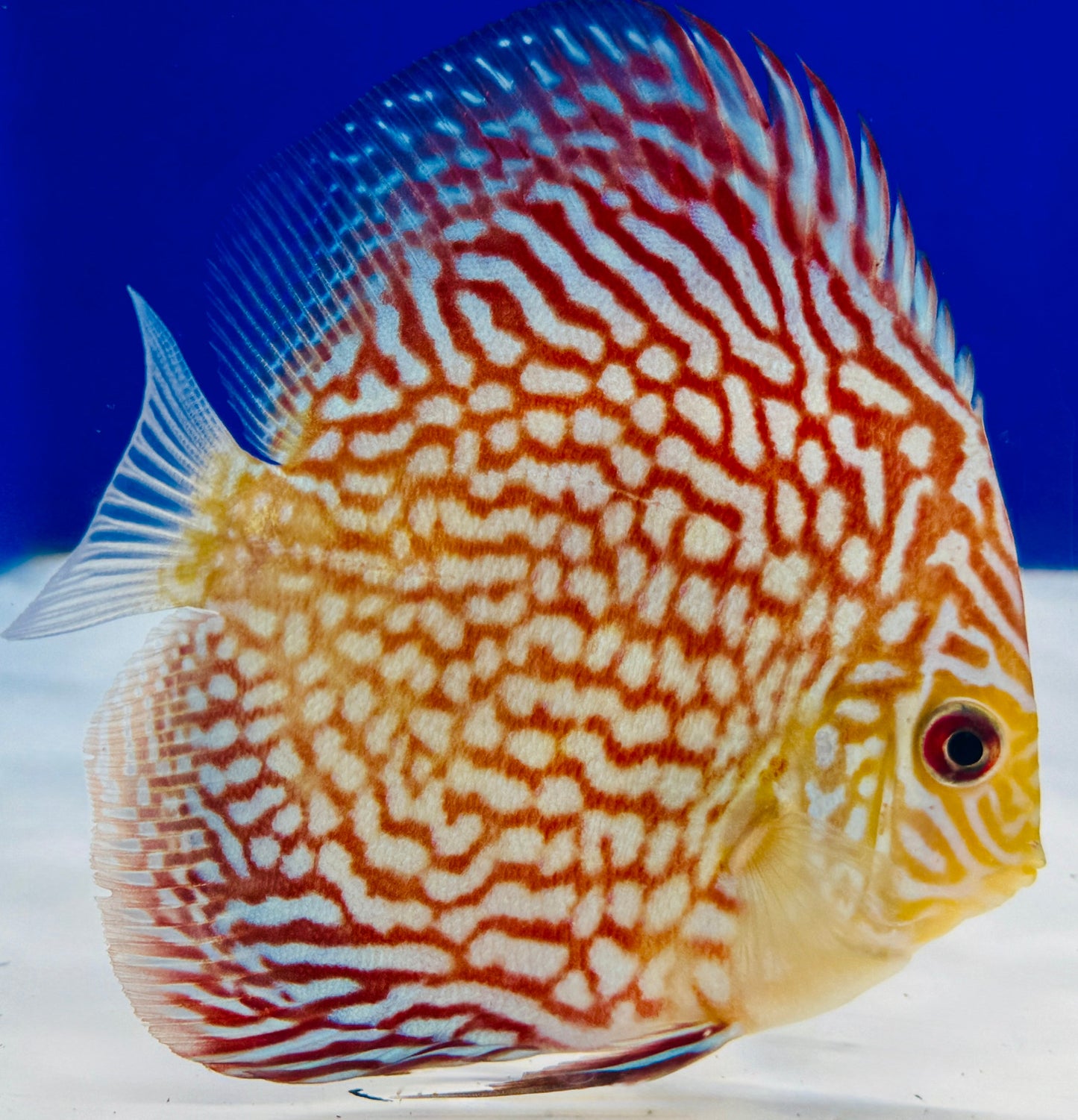 Assorted 6 pack of 4-4.5" discus