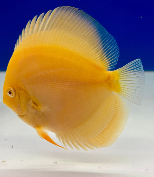 Albino Pearl Diamond Discus 4-4.5"