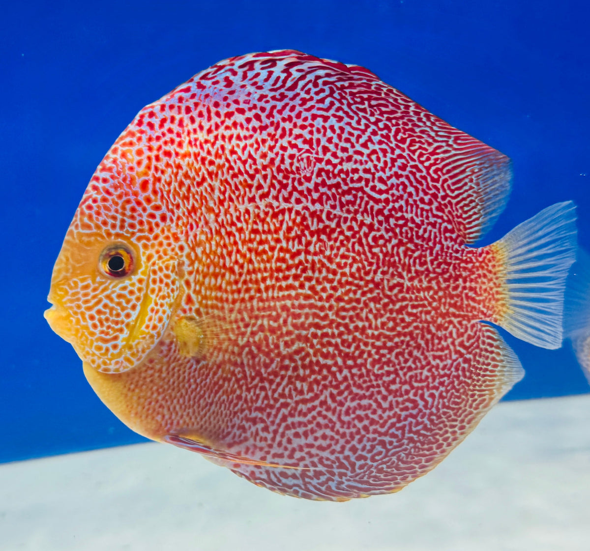 Panthera Premium Discus 6-6.5"