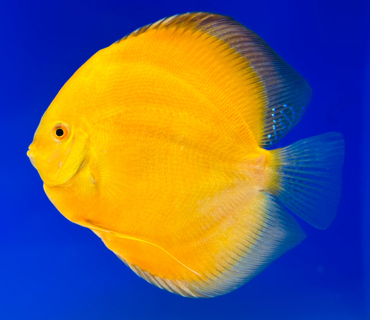 Golden Diamond Premium Discus 6-6.5"