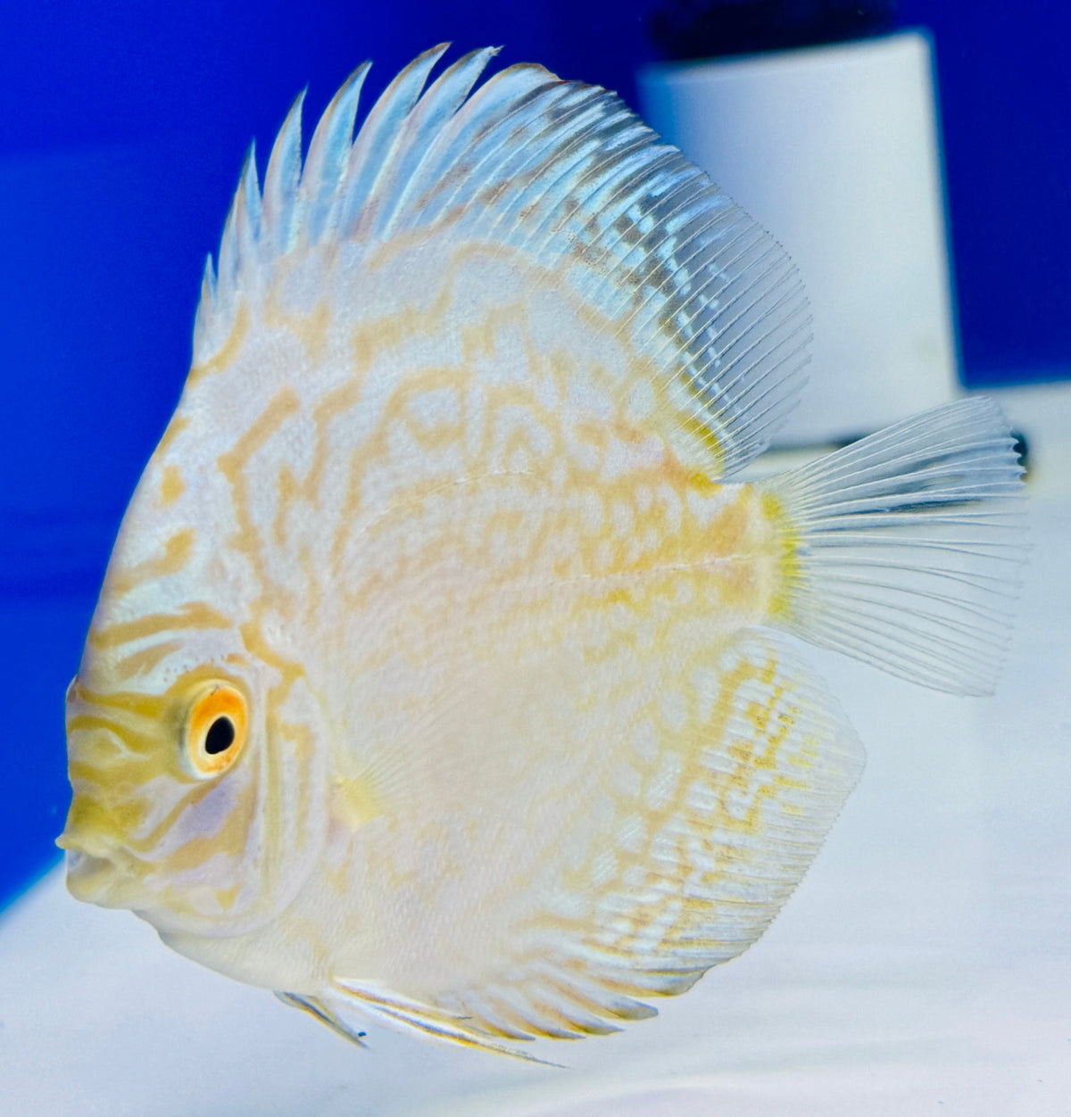 White Butterfly Discus 3-3.5"