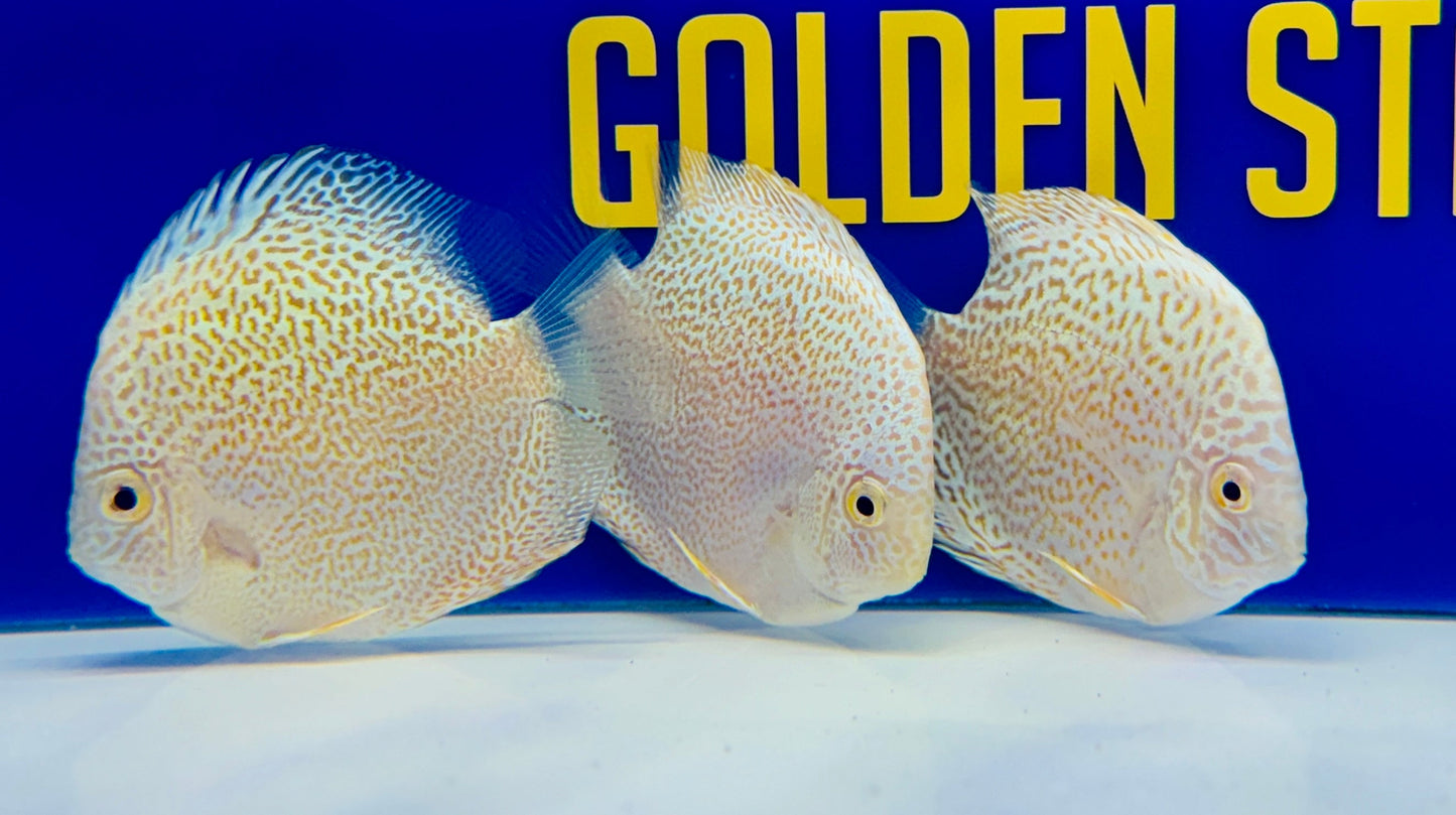 Albino Viper King Discus 3-3.5"