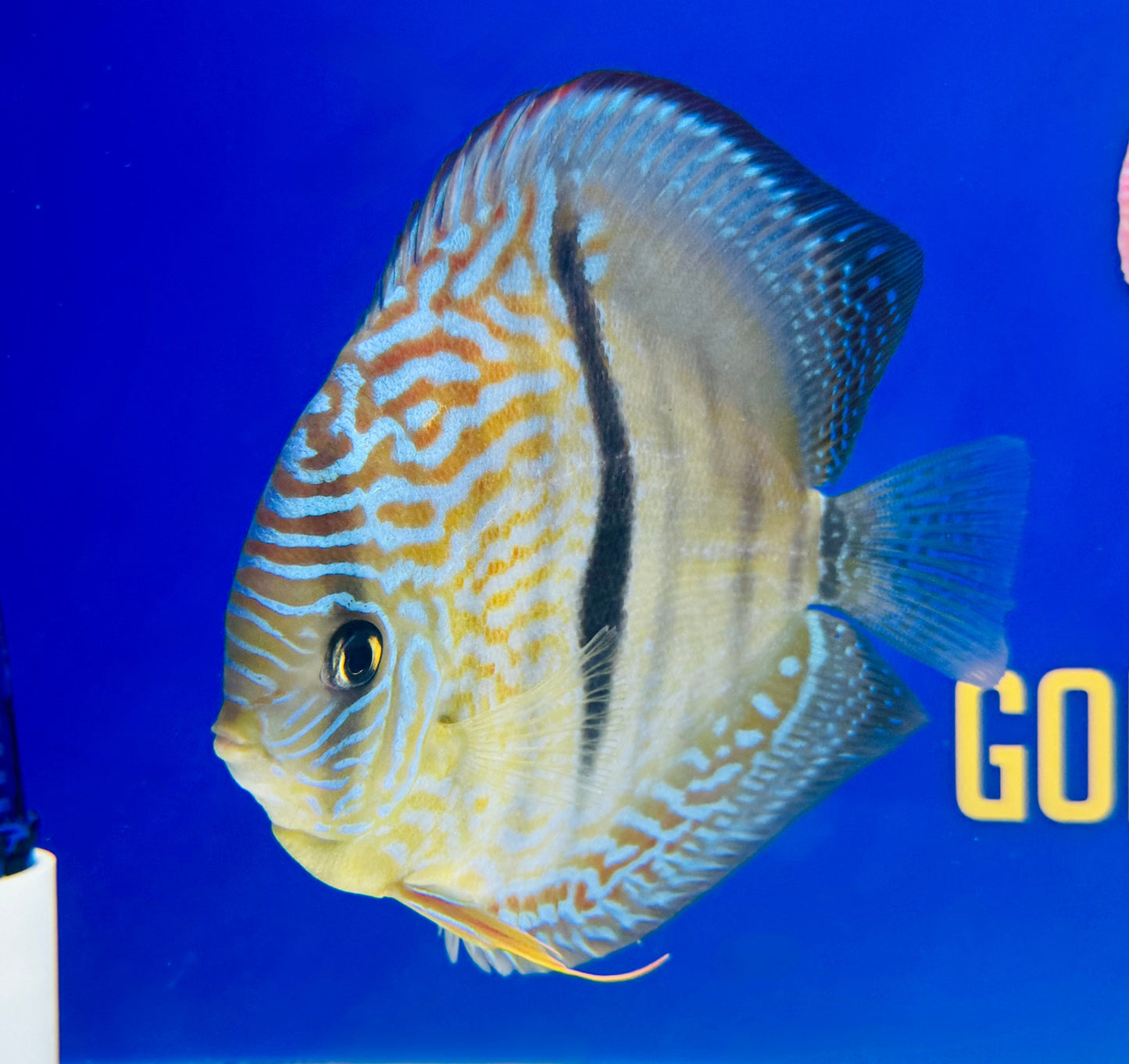 Royal Blue Heckel Cross Jumbo Premium Kl Discus 6.5-7"