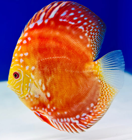 Mateor Pigeon Discus 5-5.5"