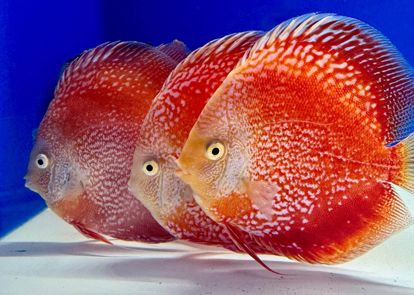 White Pigeon Scarlet Snake Discus 5-5.5"