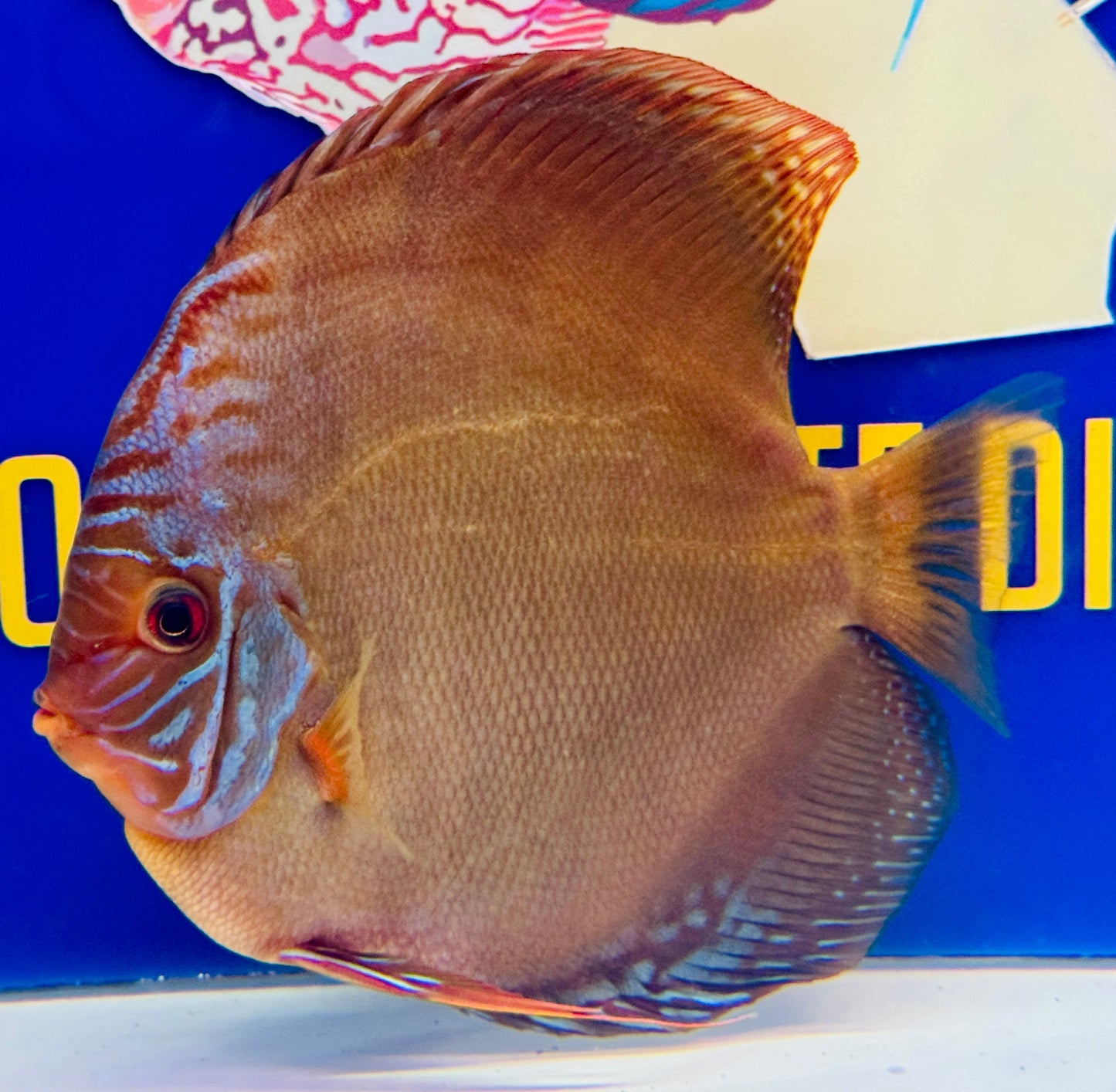 Wild Cross Jumbo Premium Discus 6.5-7.5"