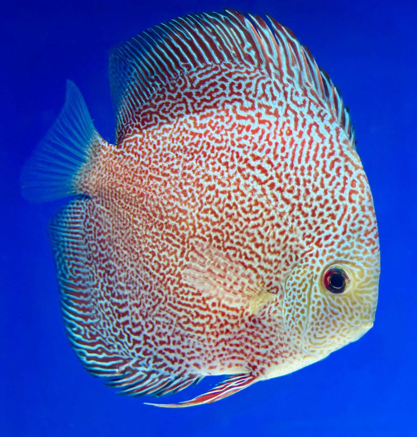 Panthera Discus 5-5.5"