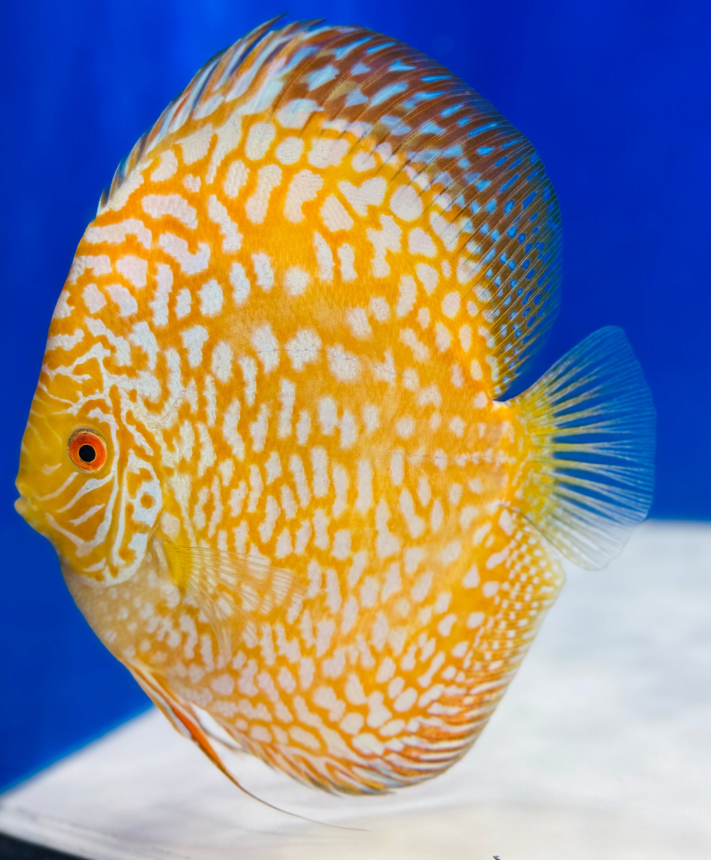 Yellow Pigeon Checkerboard Jumbo Premium Discus 6.5-7.5"