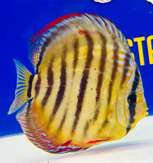 Trombeta Heckle Cross Premium Kl Discus 6-6.5"