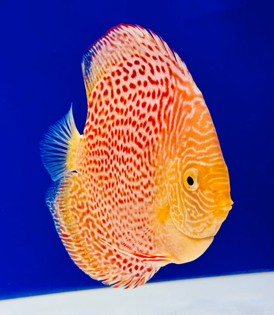 Albino Leopard Snake Discus 4.5-5"