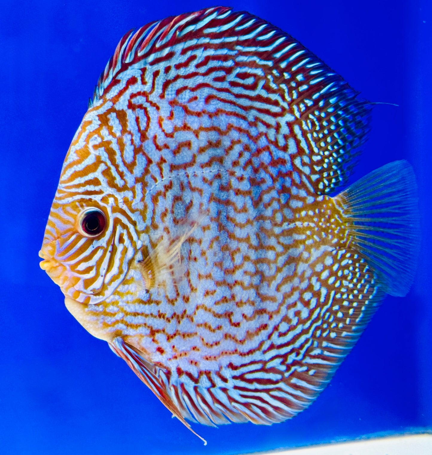 Maze Turquoise Discus 5-5.5"