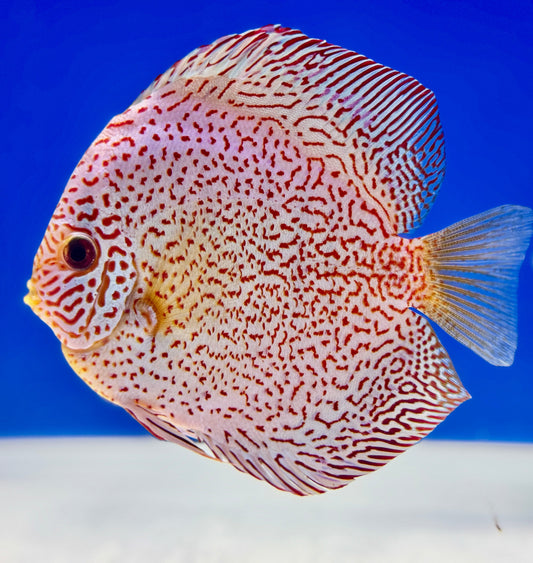 Viper King Discus 5-5.5"