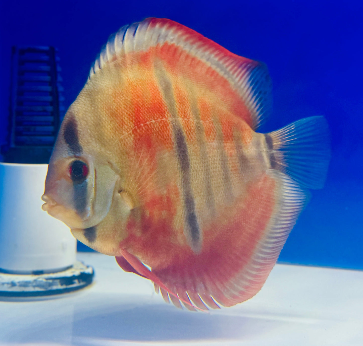 Ica Red Solid Discus 5-5.5"