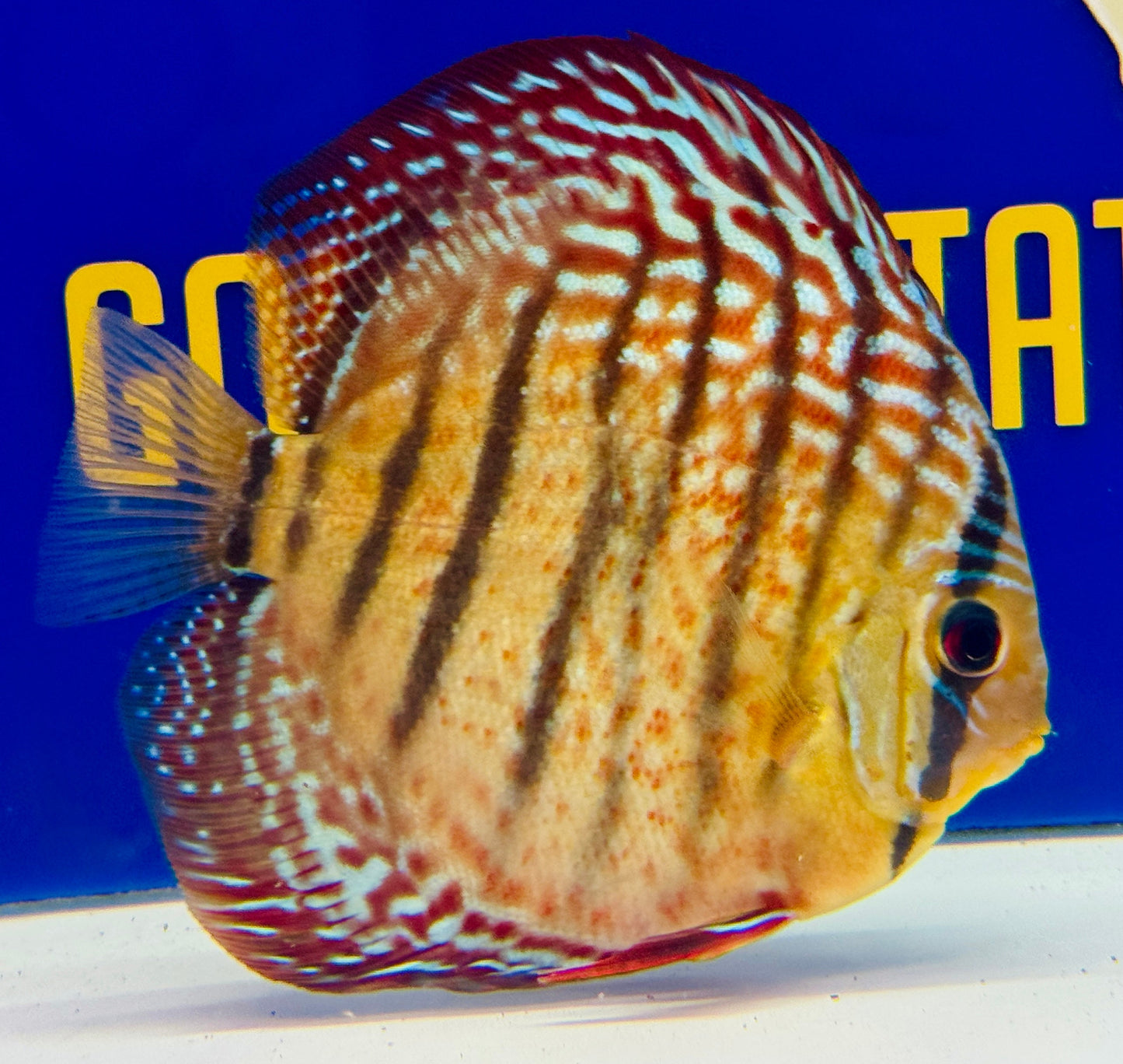 Red Spotted Kl Discus 5-5.5"