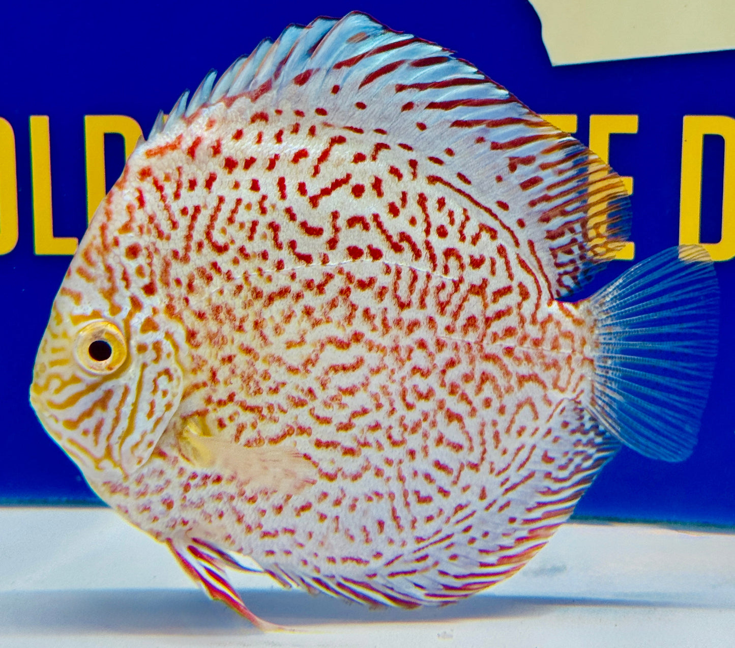 Albino Viper King Discus 5-5.5"