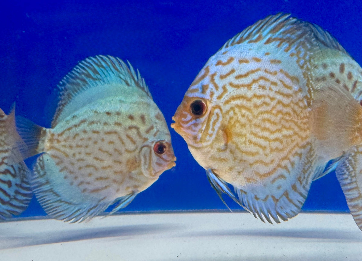 Giant Floral Discus 4-4.5“