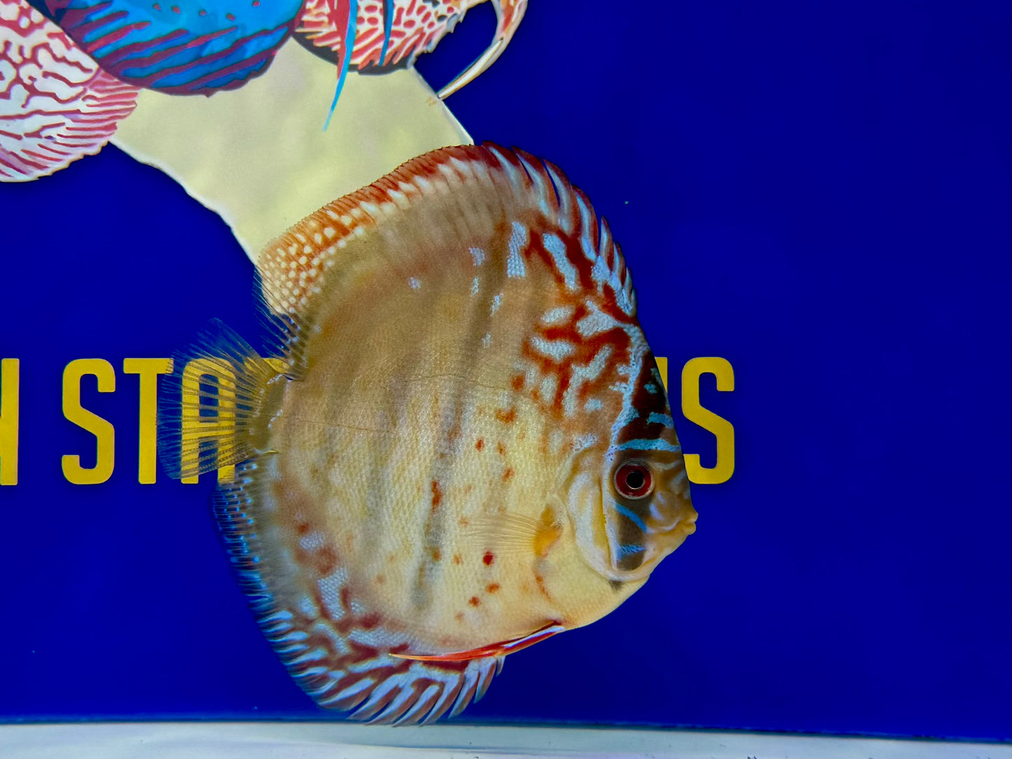 Ica Heckel Cross KL Discus 4.5-5"