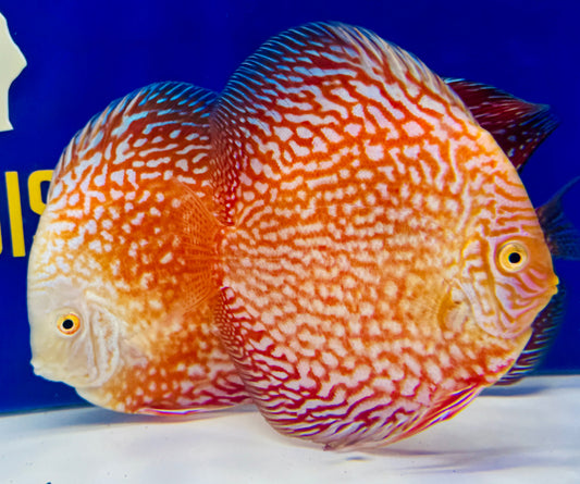 White Pigeon Checkerboard Discus 5-5.5"