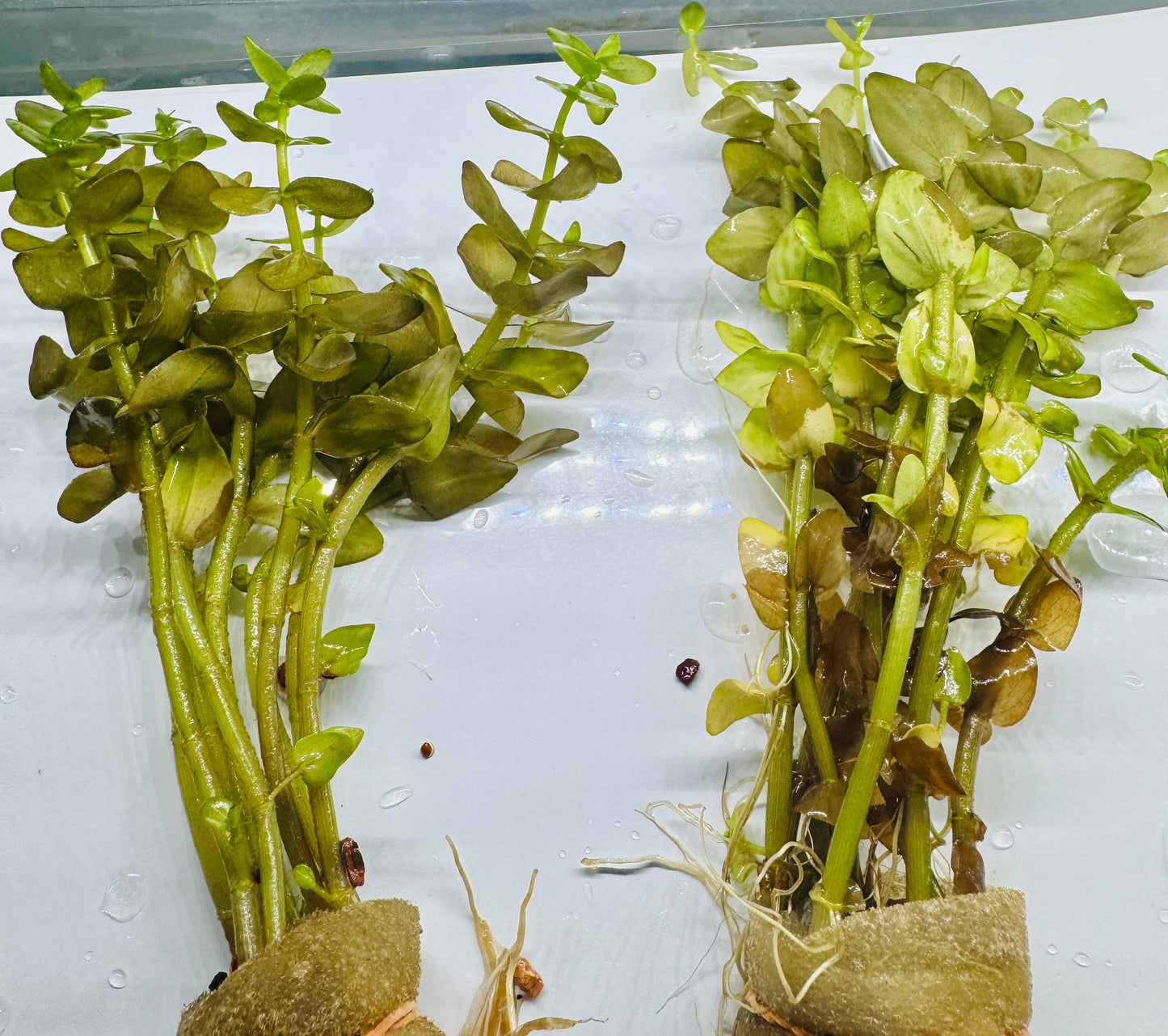 Bacopa Caroliniana "Yellow Flame"