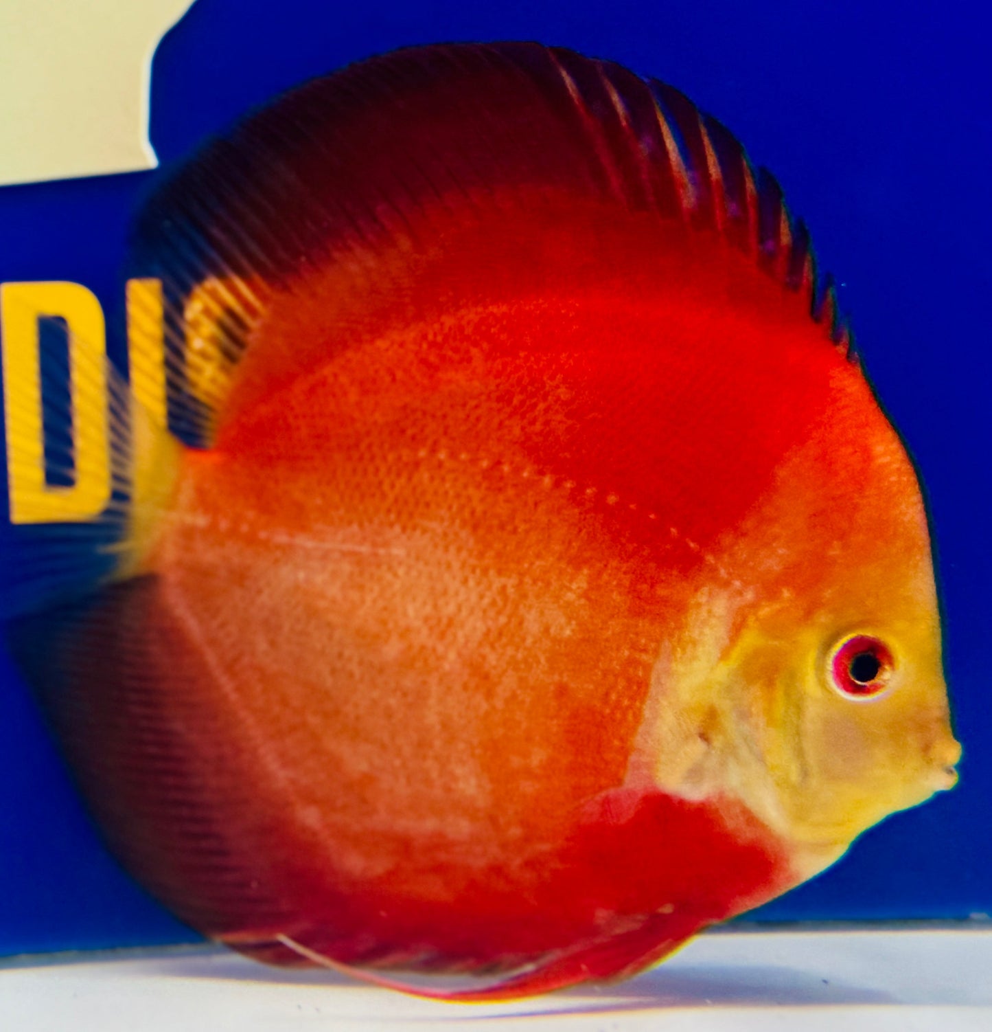 Red Golden Diamond Discus 5-5.5"