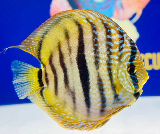 Paraconi Heckle Cross Kl Jumbo Premium Discus 6.5-7.5"