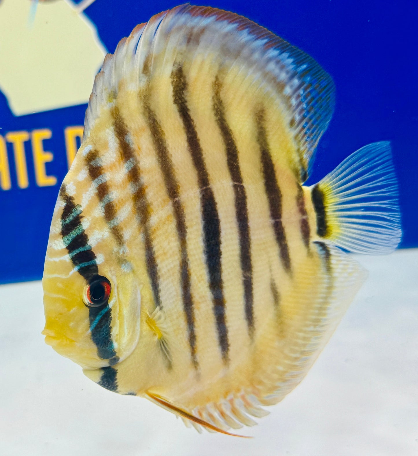 Paraconi Heckel Cross KL Discus 5-5.5"