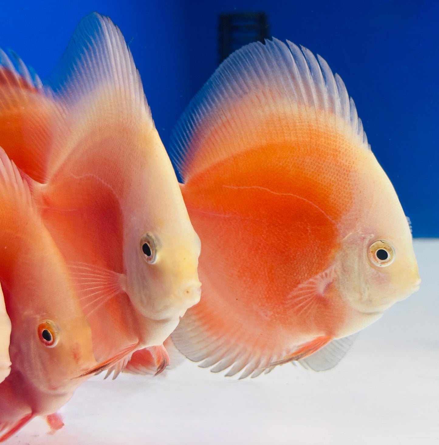 Red White Discus 3-3.5"