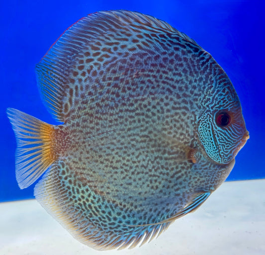 Blue Snakeskin Premium Discus 6-6.5"