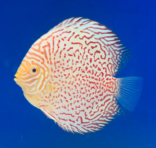 Albino Leopard Premium Discus 6-6.5"