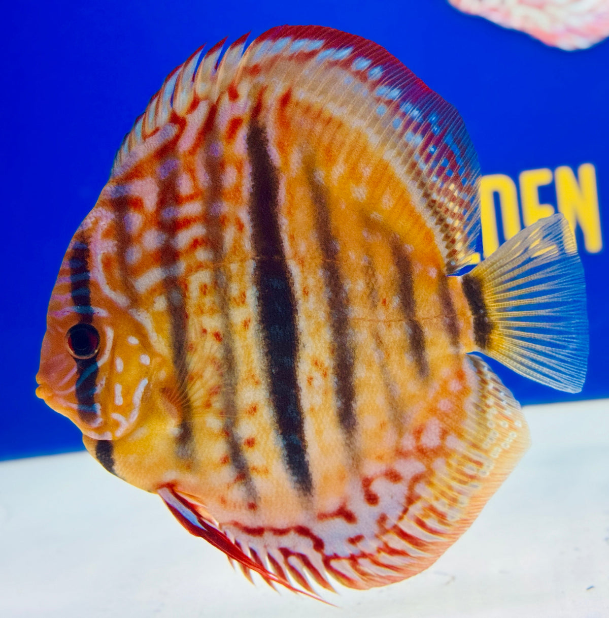 Royal Turquoise Heckle Cross Premium Kl Discus 6-6.5"