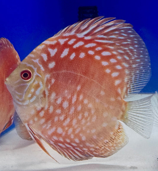 Mateor Pigeon Discus 4-4.5"